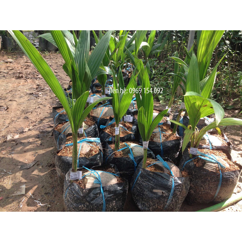cây dừa dứa (dừa thơm)