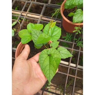 Hạt giống cây La hán quả tỉ lệ nảy mầm cao 30k/15hạt