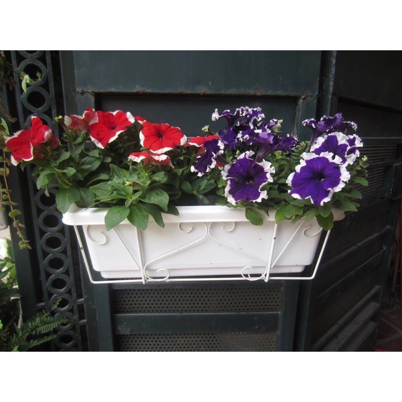 Bộ chậu nhựa trồng rau, hoa và giá treo chậu 48x20x16cm