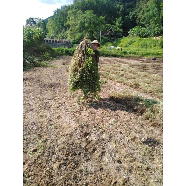 1kg lá thạch khô (sương sáo)