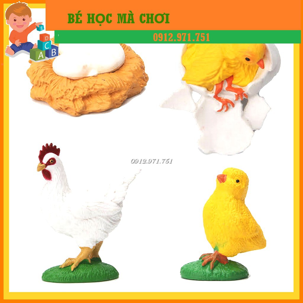 Mô hình Vòng đời của Gà - CHICKEN LIFE CYCLE