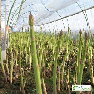 15 hạt giống măng tây xanh xtra tặng kèm phân và kích mầm