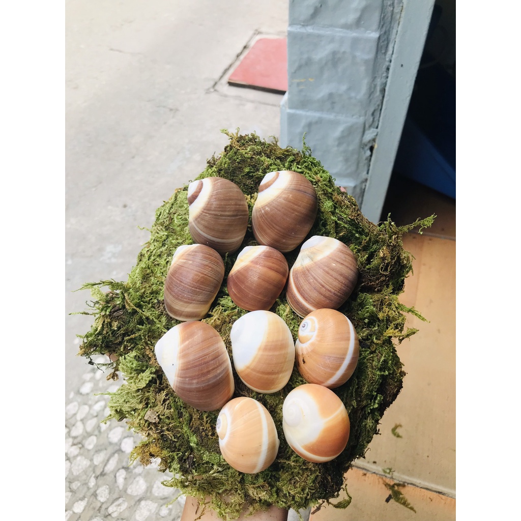 Vỏ Mỡ trắng vàng có nhiều size nhắn tin để chọn