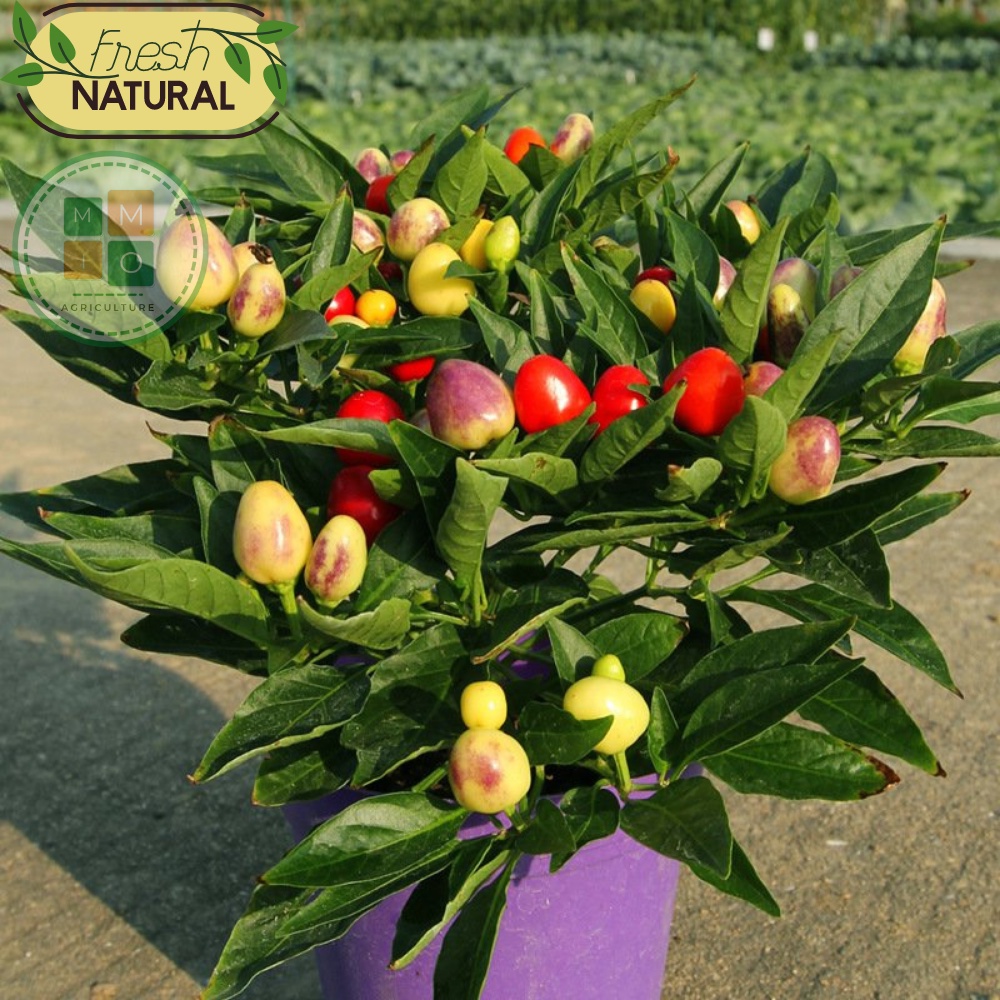 Hạt giống ớt tiêu ngũ sắc siêu quả