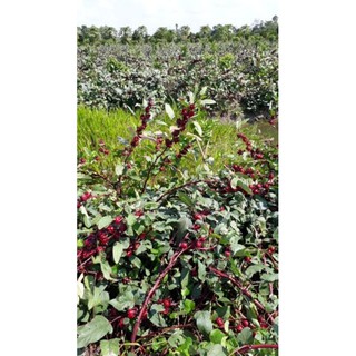 Hạt giống hoa Atiso đỏ