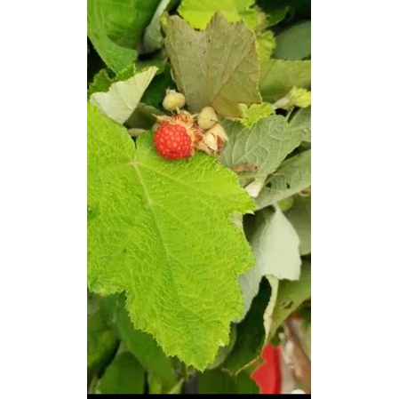 1kg cây mâm xôi phơi khô 🔊rẻ nhất shopee