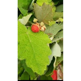 1kg cây mâm xôi phơi khô 🔊rẻ nhất shopee