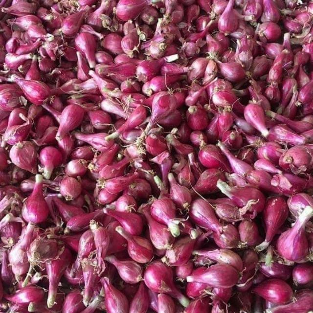 Hành tím và tỏi Lý Sơn .