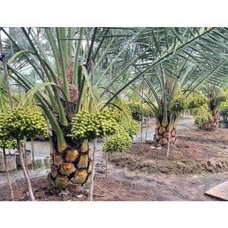 Hạt giống cây chà là 80k/100 hạt