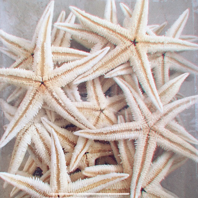 0gram Sao Biển Kho Nha Trang Ngam Riệu Lam Thuốc Trang Tri Ngoi Sao Biển Shopee Việt Nam