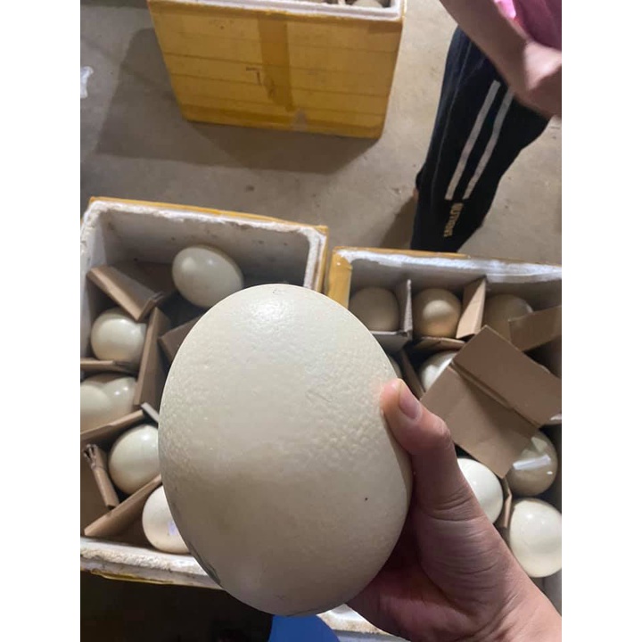 Vỏ Trứng Đà Điểu Trang Trí Điêu Khắc