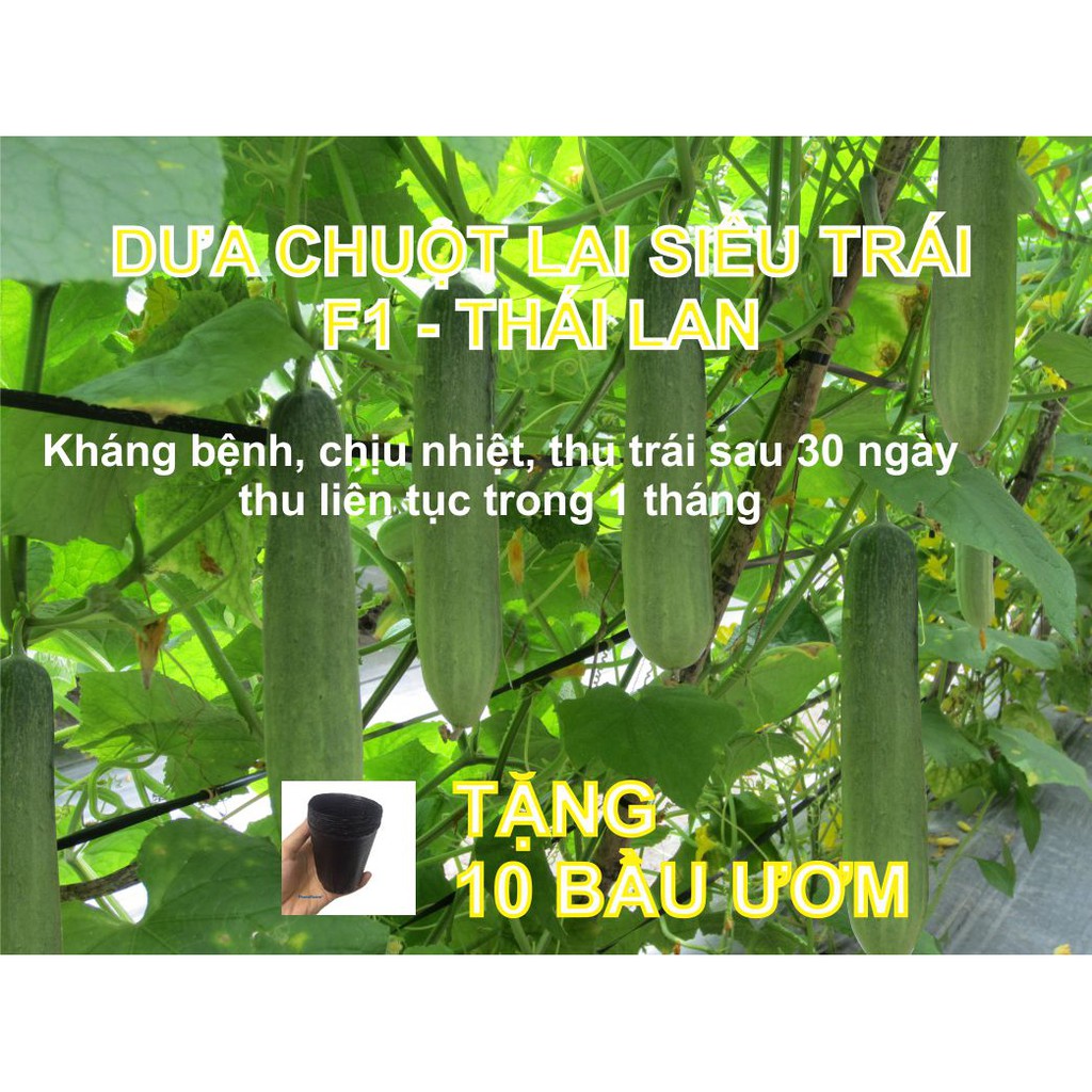 Hạt giống Dưa Chuột lai F1 Thái Lan siêu trái, có quả sau 35 ngày, dễ trồng trong chậu - Tặng 10 bầu ươm