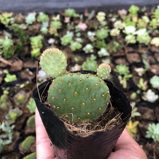sương rồng mickey mini