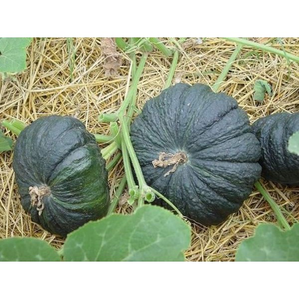 HẠT BÍ ĐỎ DA CÓC F1 - GÓI 2 GRAM