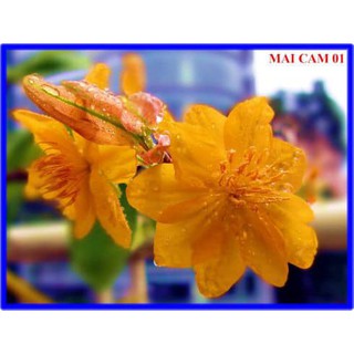 2 cây giống mai cam