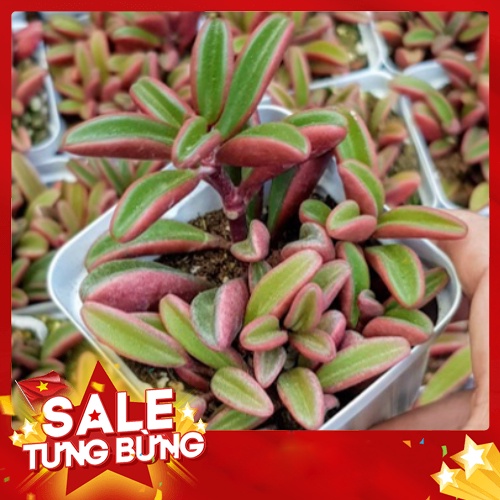 sen đá Đậu đỏ🍏 |FREESHIP| 🔥 XỨ NÓNG, ĐÃ THUẦN KHÍ HẬU, KHOẺ ĐẸP 🍏 LỖI 1 ĐỔI 1