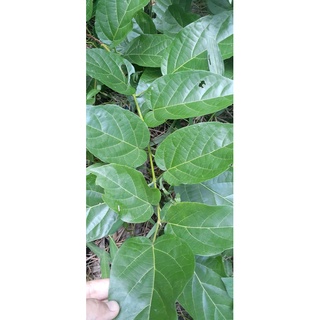 Cây Lá Cách giống