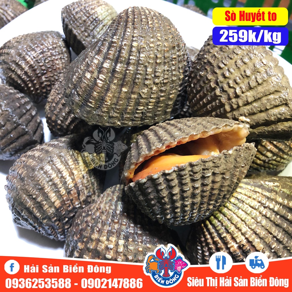 SÒ HUYẾT sống đang bơi loại to, sản phẩm của Hải Sản Biển Đông ở Hà Nội