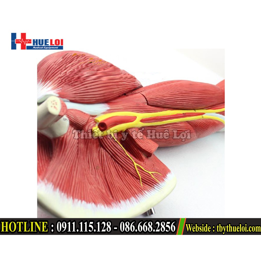Bộ mô hình giải phẫu cơ và thần kinh chi trên - Mô hình giải phẫu cơ tay