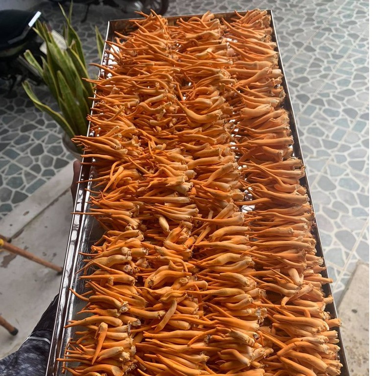 Đế Đông Trùng Hạ Thảo Sấy Khô - Vương Khang Thảo - Túi 1kg - Hàng Chính Hãng - Đông Trùng Hạ Thảo Kon Tum | BigBuy360 - bigbuy360.vn