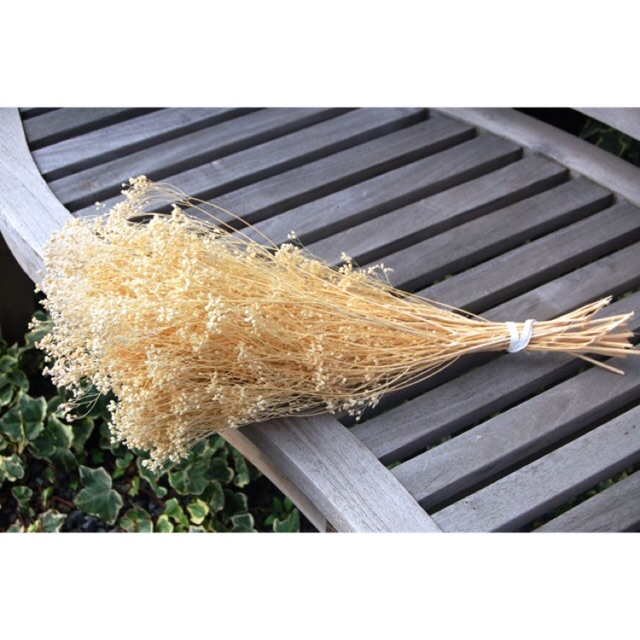 30g hoa baby broom bloom
