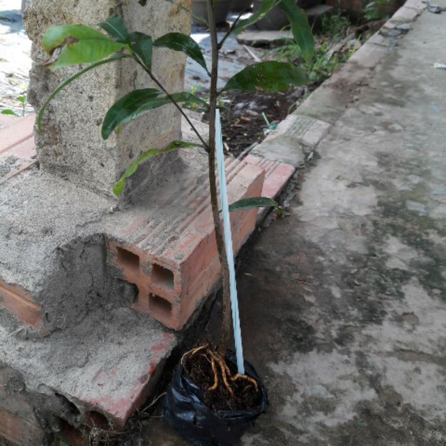 10 cây mai vàng con cao 40cm