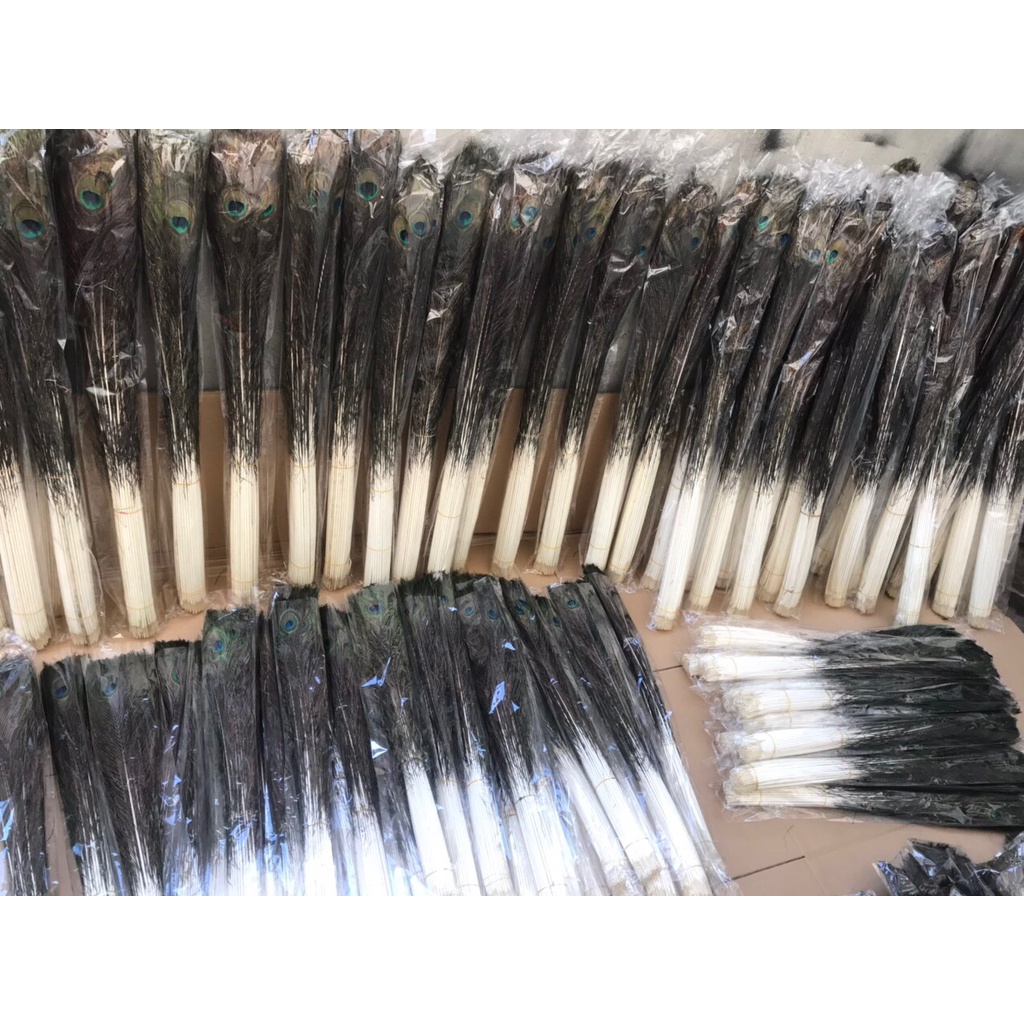 Combo 30 Lông Công Phong Thủy Dài 80-90cm