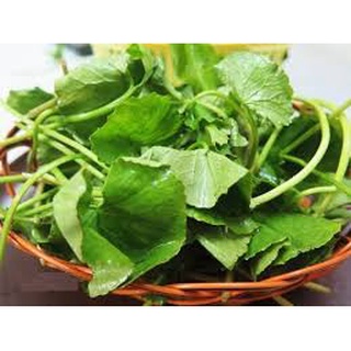 Hạt giống rau má lá lớn Rado 157 RD gói 1gr