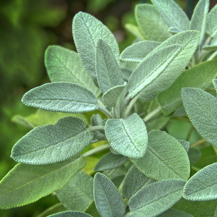 Hạt giống Xô thơm - Sage - gia vị âu