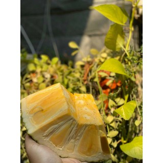 Mít sấy dẻo 300gr