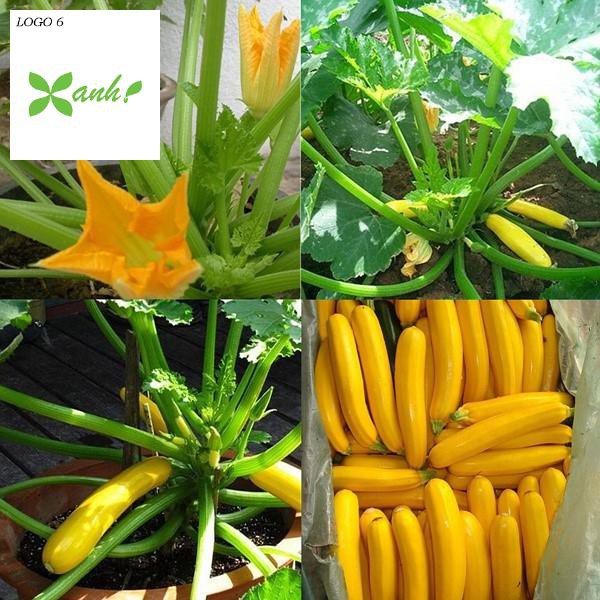 Hạt giống Bí ngòi vàng (7hạt)