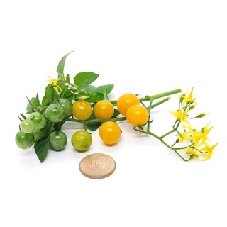 Hạt giống cà chua nho vàng ~ quả nhỏ và xinh xắn, rất sai quả 30h