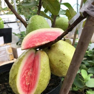 Cây Giống Ổi Lê Ruột Đỏ (cây ghép siêu sớm chuẩn giống )