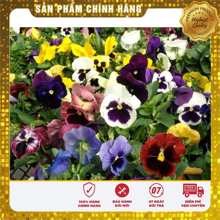 BỘ 2 gói hạt giống hoa bướm PANSY nhiều màu tặng kèm 01 gói phân bón