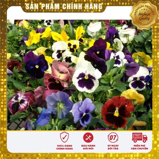 BỘ gói hạt giống PANSY