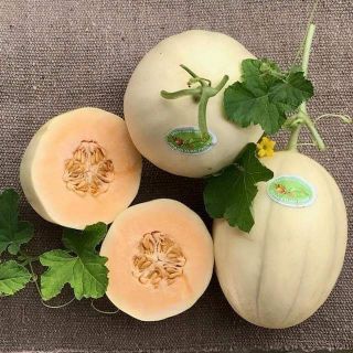Hạt giống dưa lê cẩm ngọc cam
