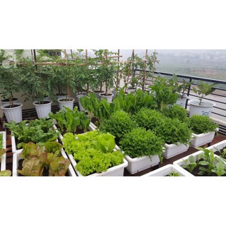 Chế phẩm chăm sóc cây trồng giúp tiêu diệt các loại côn trùng miệng nhai ăn lá hại cây trồng