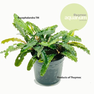 Bucep bucephalandra random 1 chậu - dán đá lũa, cây thủy sinh không cần co2