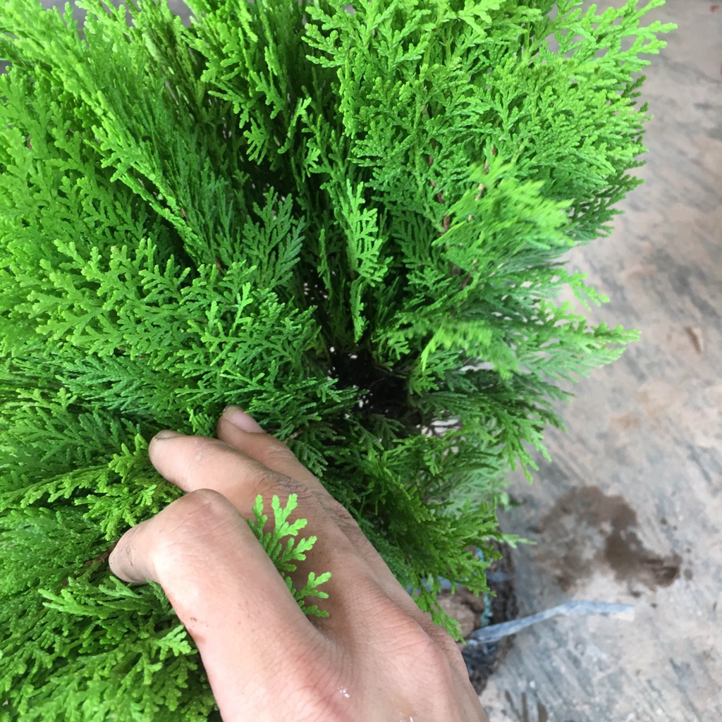Cây Trắc Bách Diệp,Cây Trồng Cảnh Quan Dễ Trồng