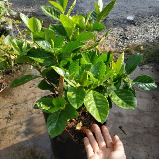 [Cây giống hoa] bạch thiên hương - CayGiongTot