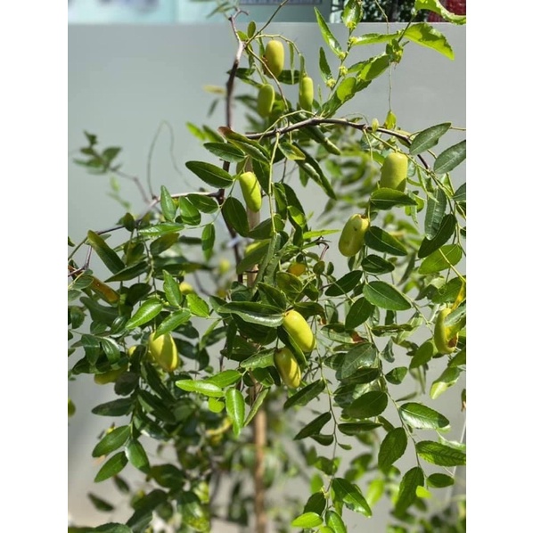 cây táo tàu (hồng táo)