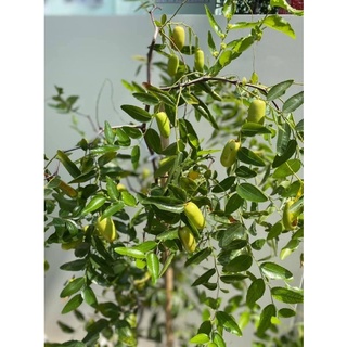 cây táo tàu (hồng táo)