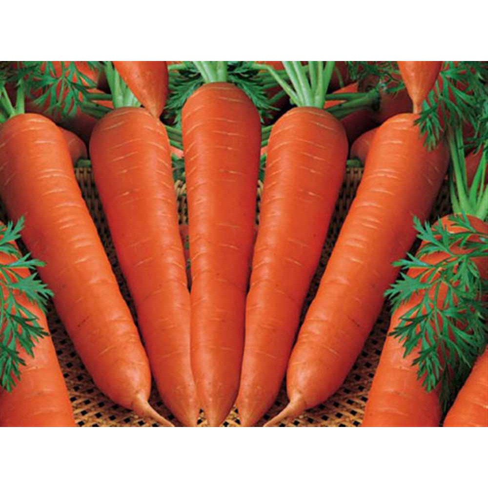 Hạt Giống Cà Rốt Củ To F1 - Giàu Vitamin - MUA 3 TẶNG 1 CÙNG LOẠI