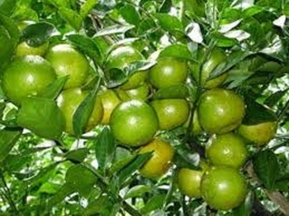 Cây chanh tứ quý ghép