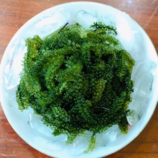 Rong nho biển