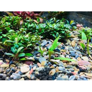 Sỏi sạn suối- cát suối trang trí hồ cá