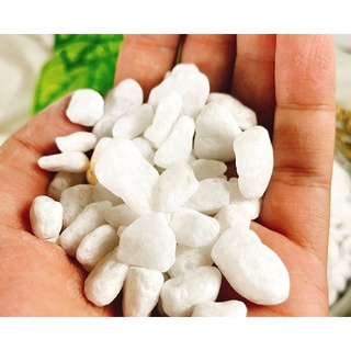 SỎI TRẮNG TRANG TRÍ 500 GR (đủ cỡ)