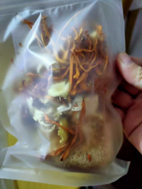 Set canh nấm kháng thể