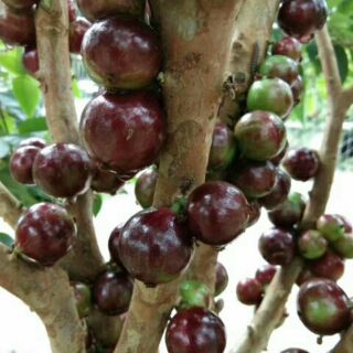 Cây nho thân gỗ thường loại nhớ cao 60-70cm