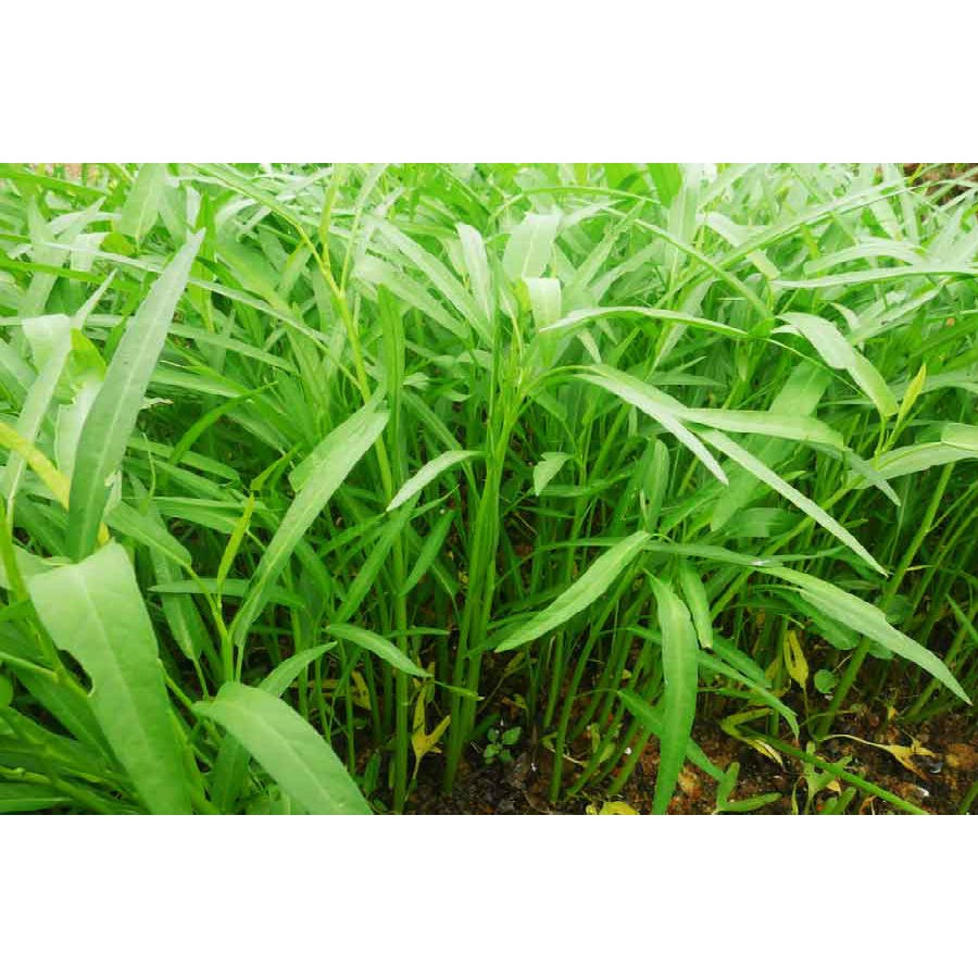 Hạt giống rau muống lá tre, gói 100gr